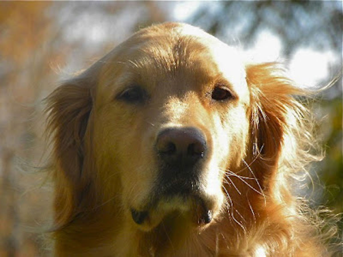 head shot of a golden retriever outside with trees in the background