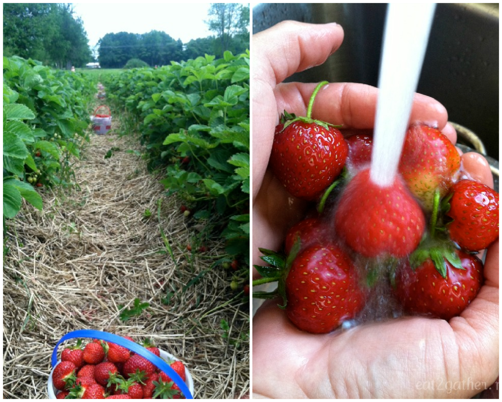 collage photo of strawberry patch on the left and a photo of strawberries in hands with water running ove them